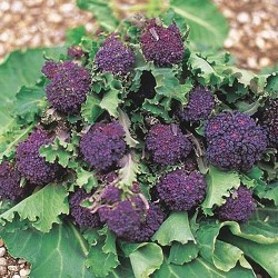 Purple Broccoli